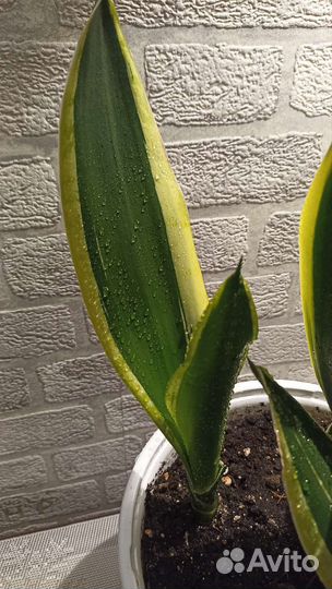 Сансевиерия разные сорта