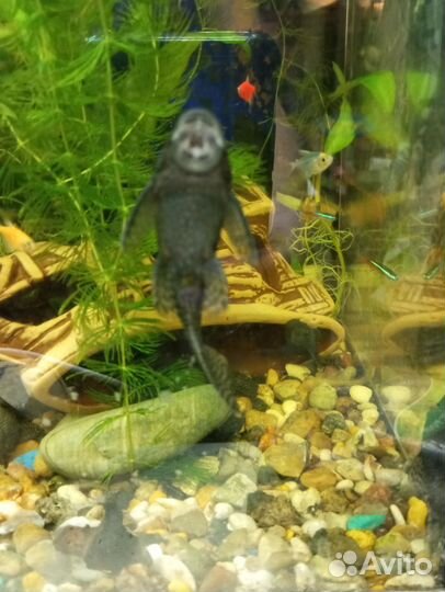 Самки анцитруса