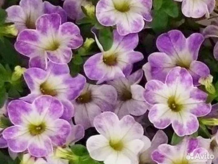 Калибрахоа вегетативная Chameleon Lavender Sorbet