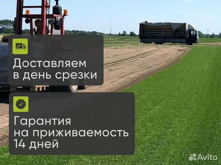 Натуральный газон с быстрой доставкой