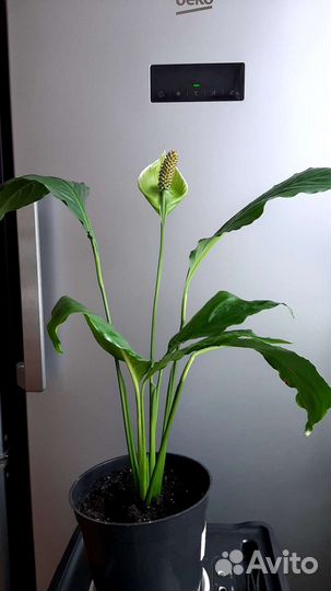 Спатифиллум