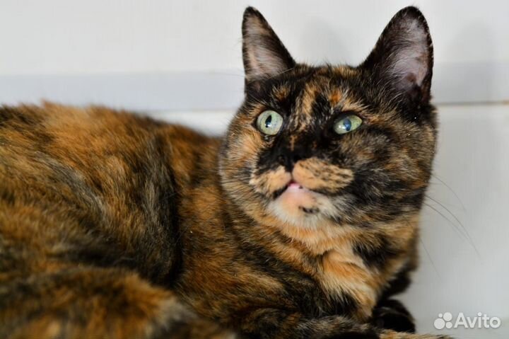 Отдам кошечку Ванессу