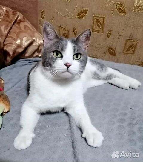 Кошки в добрые руки