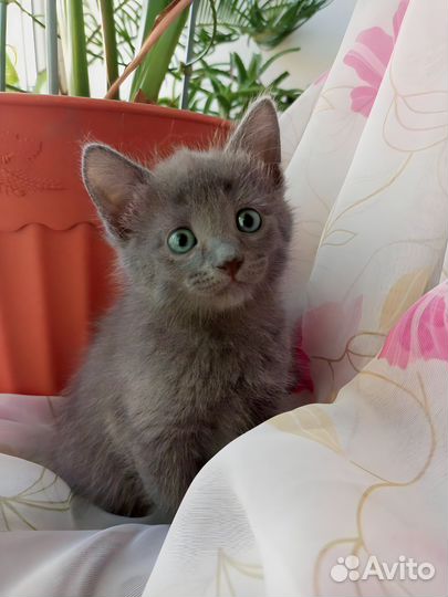Котенок в добрые руки