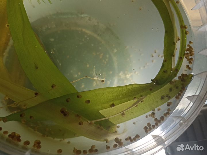 Улитки ампулярии