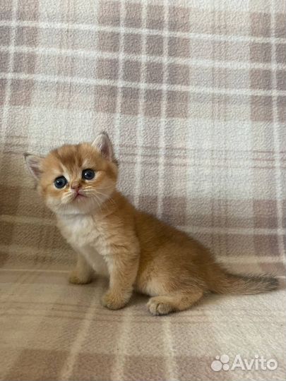 Котята британской золотой шиншиллы