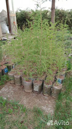 Лиственница