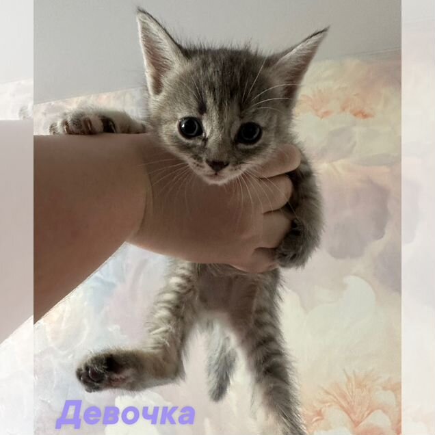 Котёнок в добрые руки