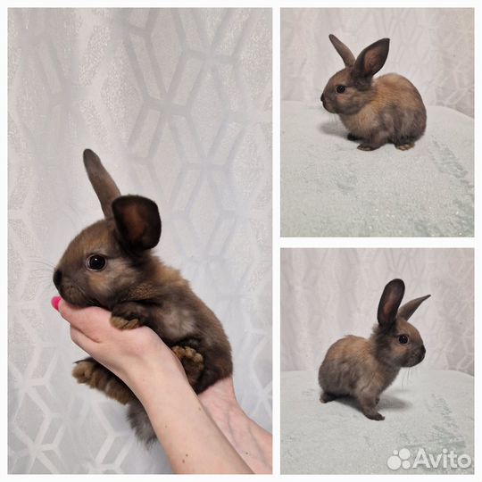 Декоративные карликовые кролики