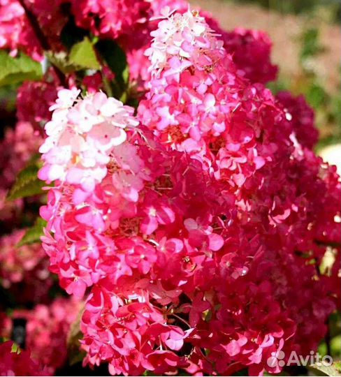 Гортензия Самарская Лидия