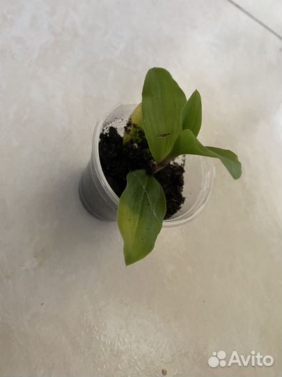 Плектрантус