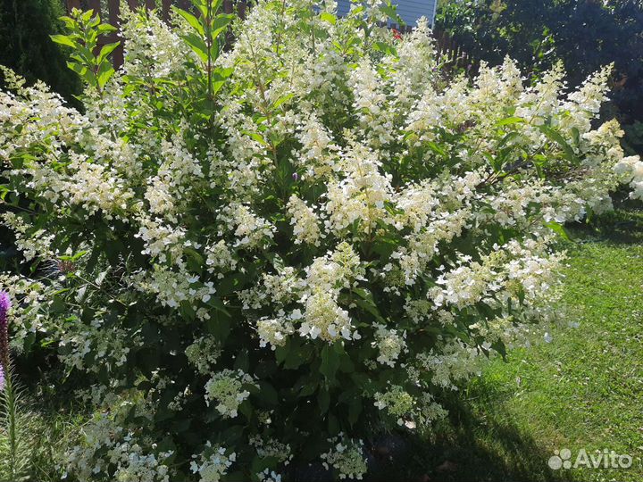 Гортензия метельчатая Киушу