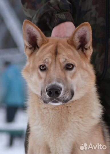 Собака из приюта в хорошие руки