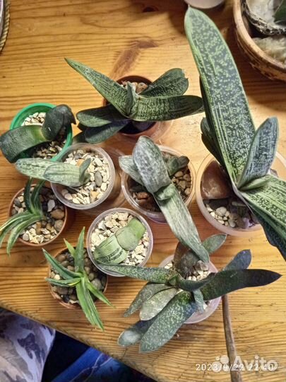 Комнатные растения.Суккуленты редкие и не очень