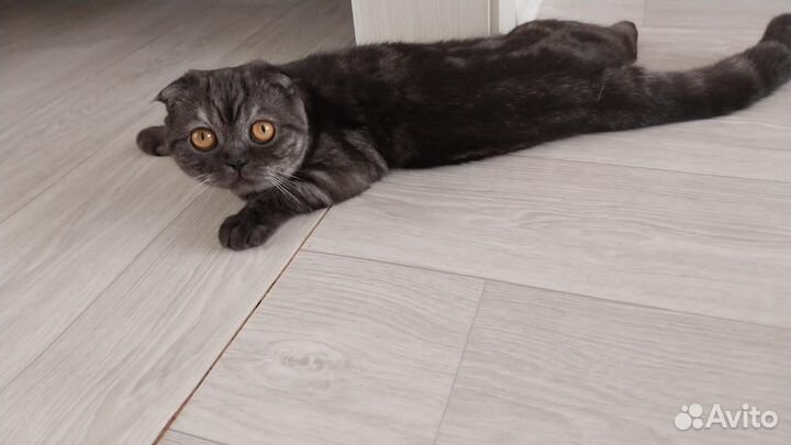 Продам :шотландская вислоухая кошечка 5 месяцев