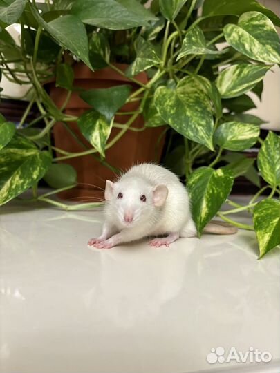 Крыса дамбо - малыши, разный окрас