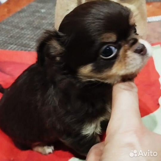 Щенки чихуахуа мальчики