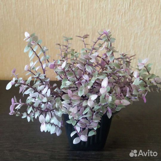 Каллизия розовая пантера