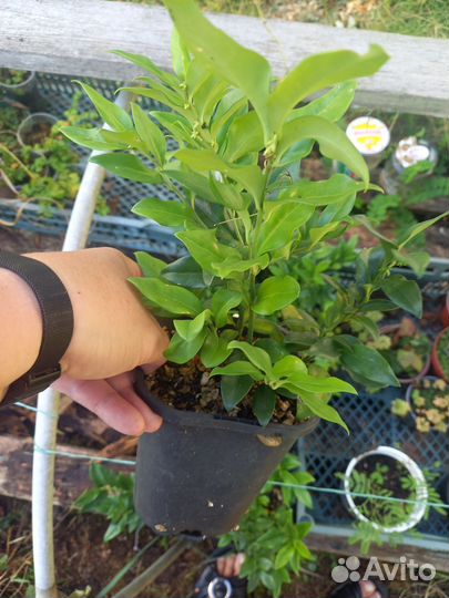 Саркакокка разных размеров