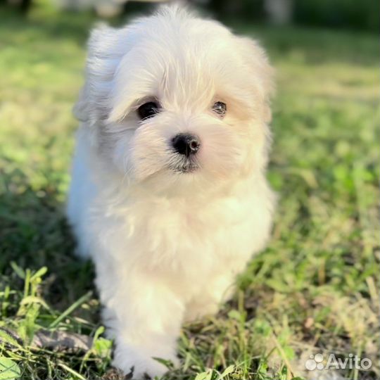 Щенки мальтезе