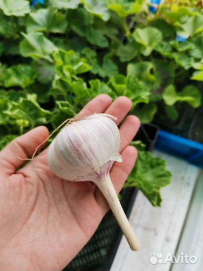 Чеснок озимый