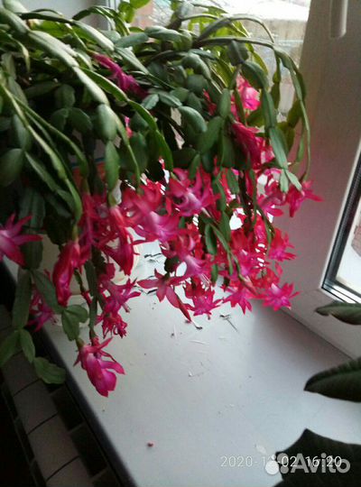 Цветок Декабрист