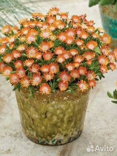 Делосперма в ассортименте