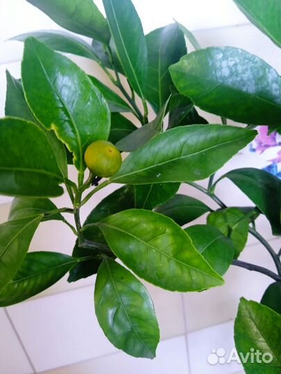 Цитрусовое дерево