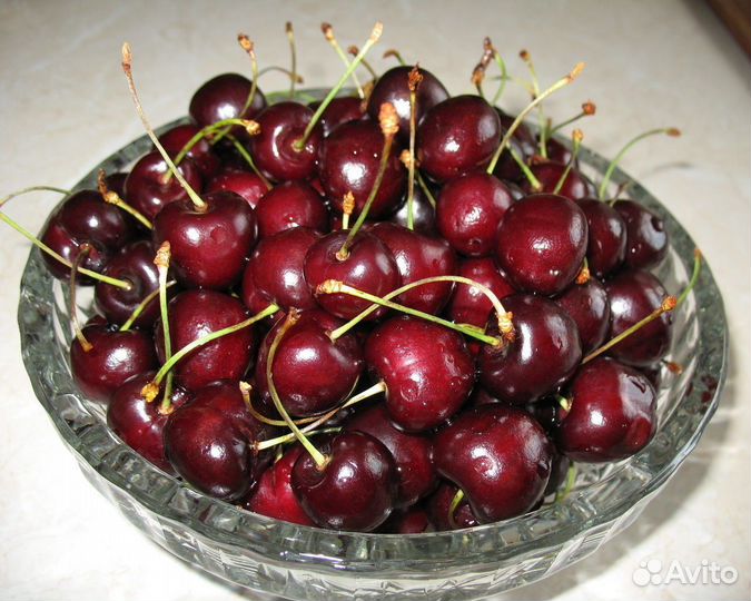 Саженцы садовой черешни