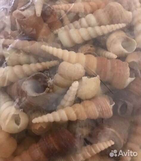 Ракушка. Теребра турретели