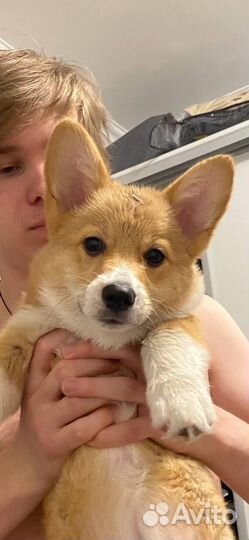 Вельш корги пемброк