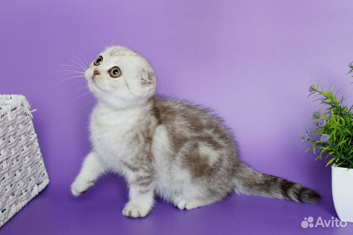 Шотландские вислоухие котята