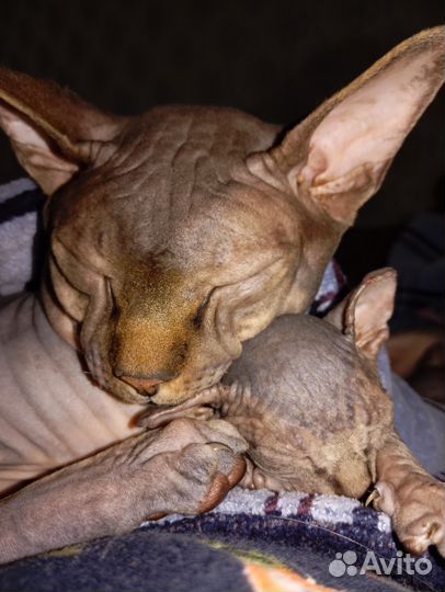 Канадский сфинкс котенок