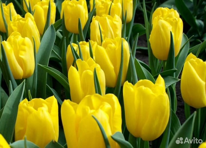 Луковицы тюльпанов оптом