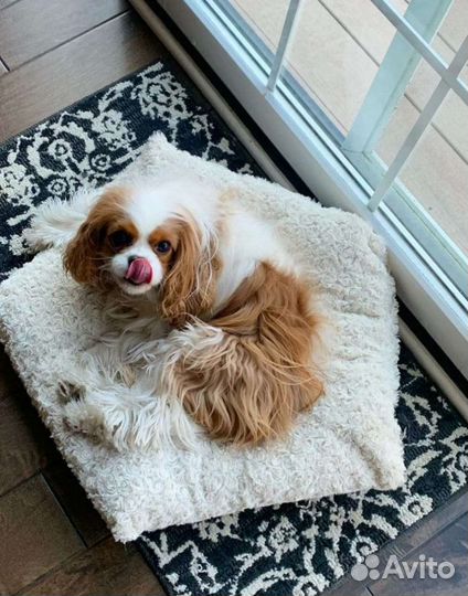 Спаниель королевский Кавалер