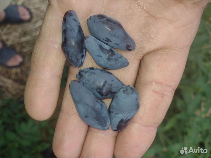 Жимолость канадских сортов