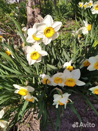 Нарциссы сортовые