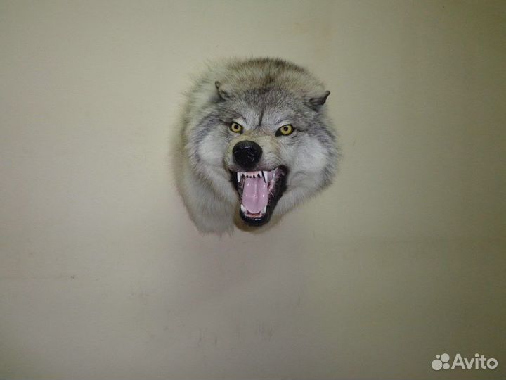 Аренда чучел птиц,животных,шкур и ковров