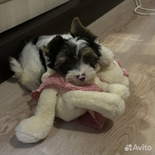 Бивер йорк щенок