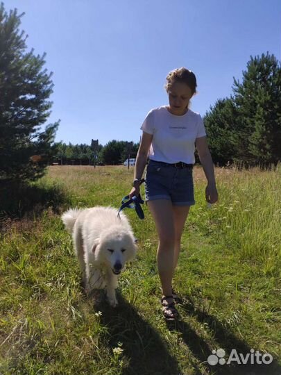 Передержка животных, зооняня