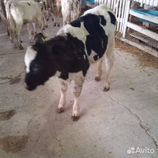 Бычки и телки