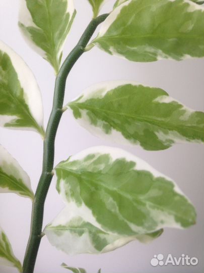 Синадениум гранта и бегония