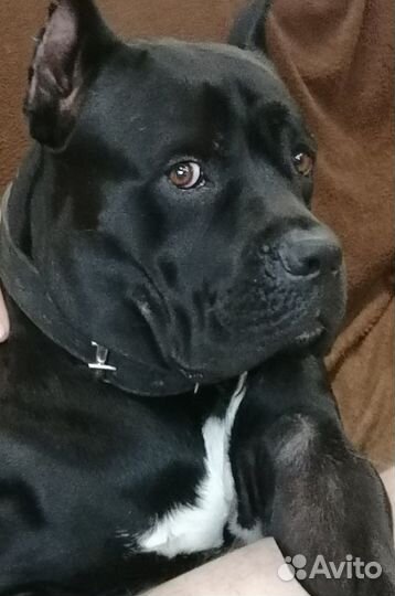 Кане Корсо вязка