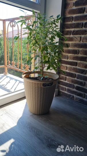 Шефлера растение в горшке