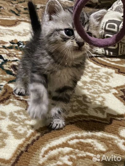 Котенок в добрые руки