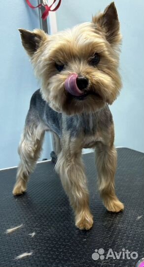 Уход, стрижка, гигиенический уход, груминг