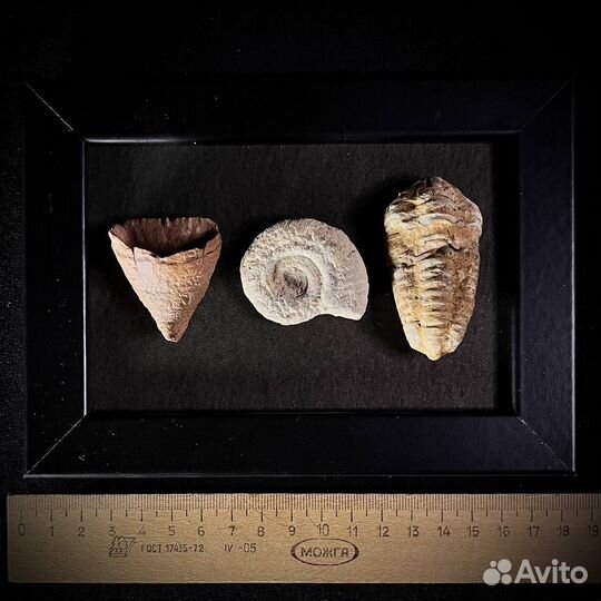 Панно с окаменелостями ископаемое палеонтология