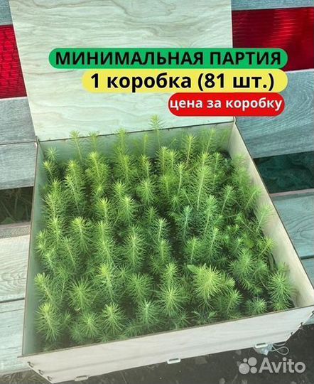 Сеянцы ели европейской зкс от производителя