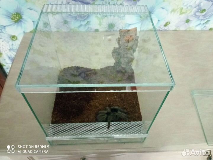 Террариумы, паучатники