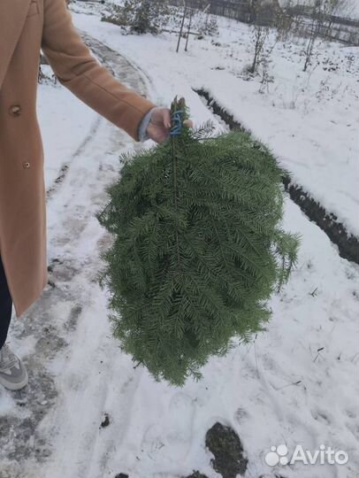 Веник из пихты